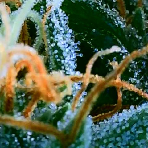 OG Kush growlog timeline photo