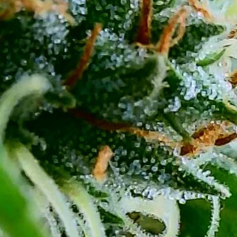 OG Kush growlog timeline photo