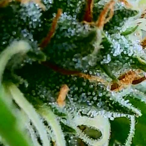 OG Kush growlog timeline photo