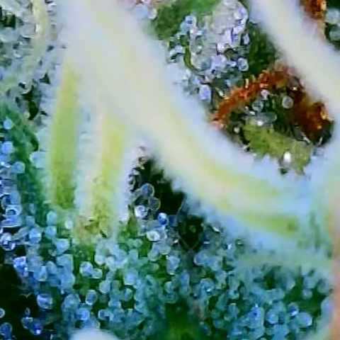 OG Kush growlog timeline photo
