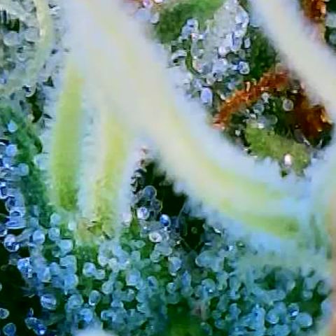 OG Kush growlog timeline photo