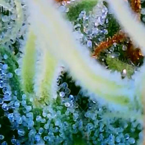 OG Kush growlog timeline photo