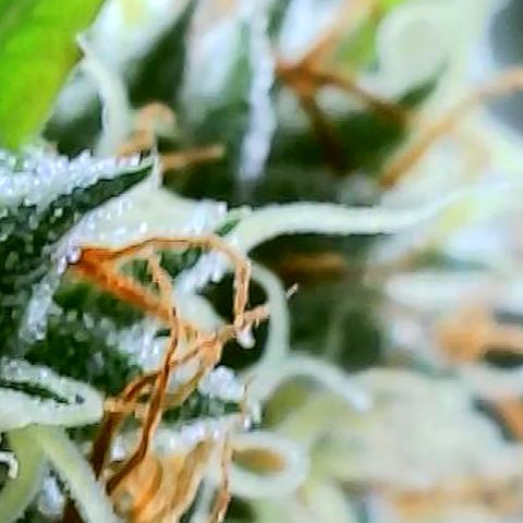 OG Kush growlog timeline photo