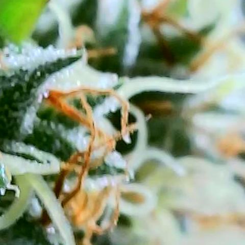 OG Kush growlog timeline photo