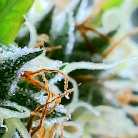 OG Kush growlog timeline photo