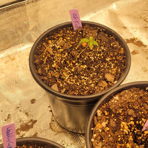 OG Kush growlog photo: Transfer to 8x4 tent and changed that tents lights to be 18/6