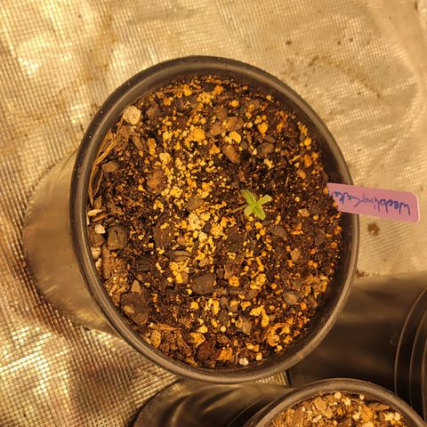 Wedding Cake 1 growlog timeline photo