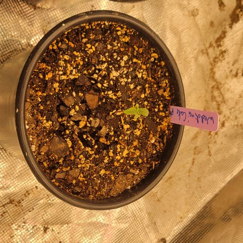 Wedding Cake 2 growlog timeline photo