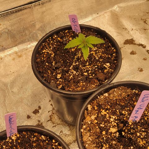 OG Kush growlog timeline photo