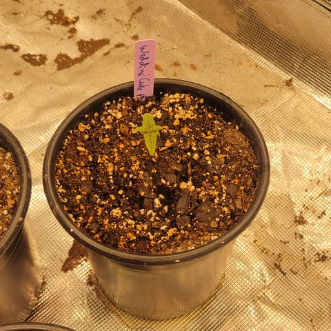 Wedding Cake 1 growlog timeline photo