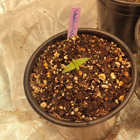 Wedding Cake 2 growlog timeline photo