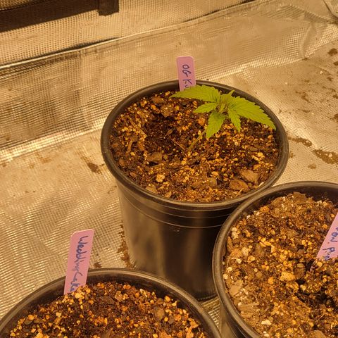 OG Kush growlog timeline photo