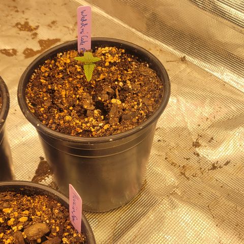 Wedding Cake 1 growlog timeline photo