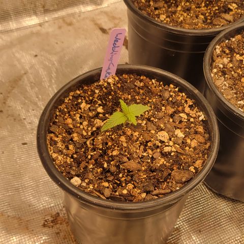 Wedding Cake 2 growlog timeline photo