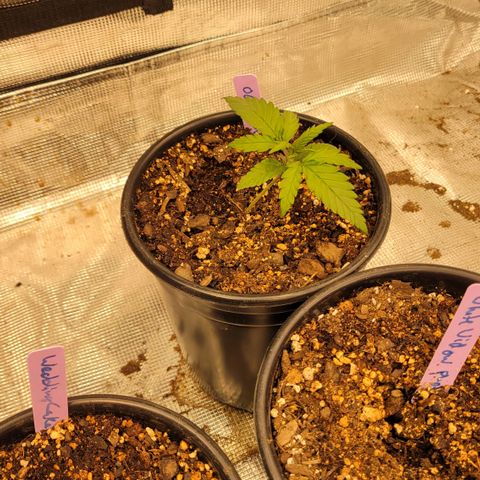 OG Kush growlog timeline photo