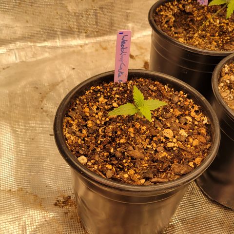 Wedding Cake 1 growlog timeline photo