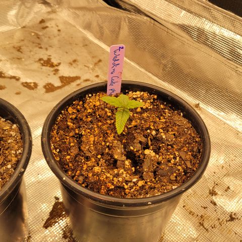 Wedding Cake 2 growlog timeline photo