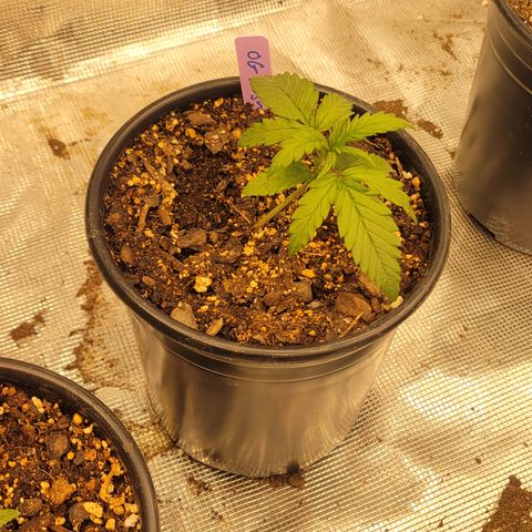 OG Kush growlog timeline photo