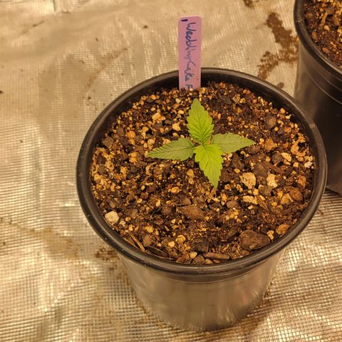 Wedding Cake 1 growlog timeline photo