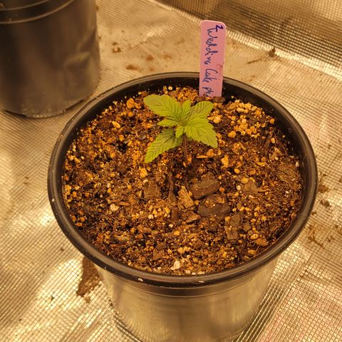 Wedding Cake 2 growlog timeline photo