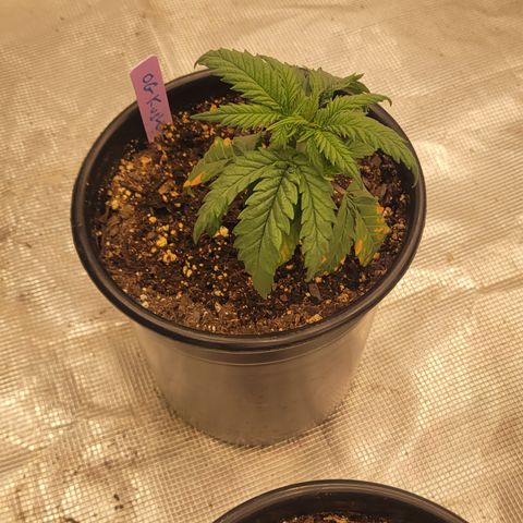 OG Kush growlog timeline photo