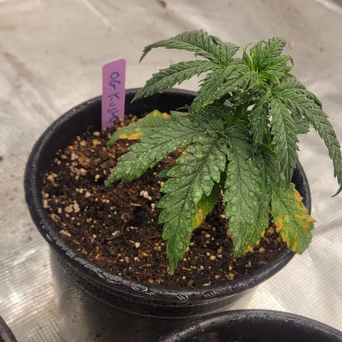 OG Kush growlog timeline photo