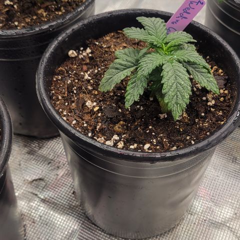 Wedding Cake 2 growlog timeline photo