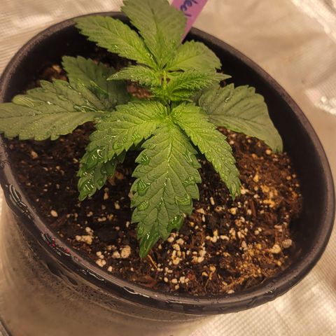 Wedding Cake 1 growlog timeline photo