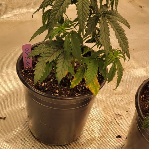 OG Kush growlog timeline photo