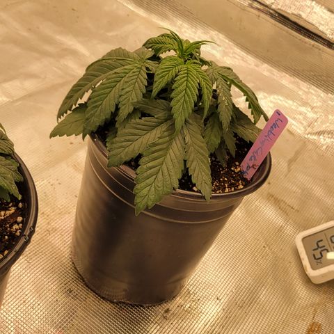 Wedding Cake 1 growlog timeline photo