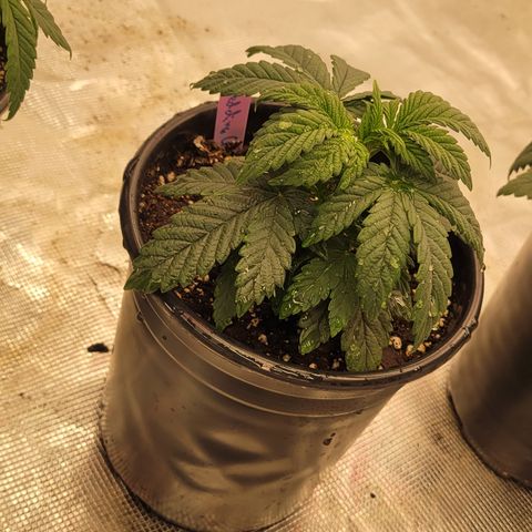 Wedding Cake 2 growlog timeline photo