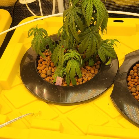 OG Kush growlog timeline photo