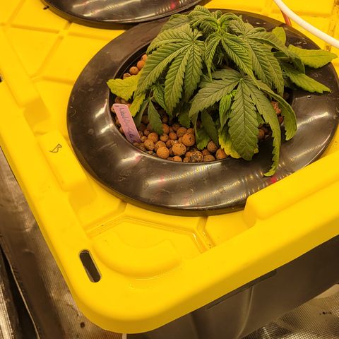 Wedding Cake 1 growlog timeline photo