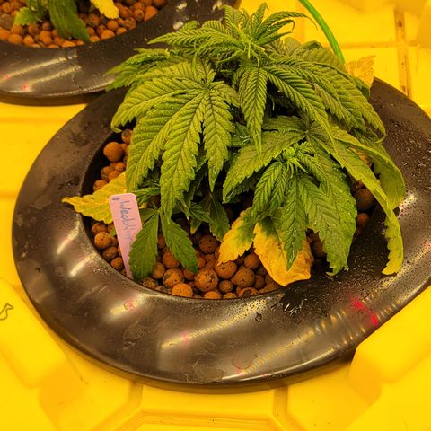 Wedding Cake 1 growlog timeline photo
