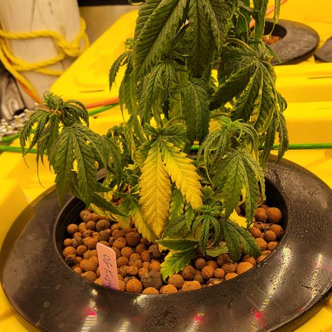 OG Kush growlog timeline photo