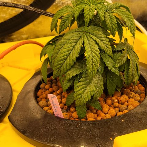 Wedding Cake 2 growlog timeline photo