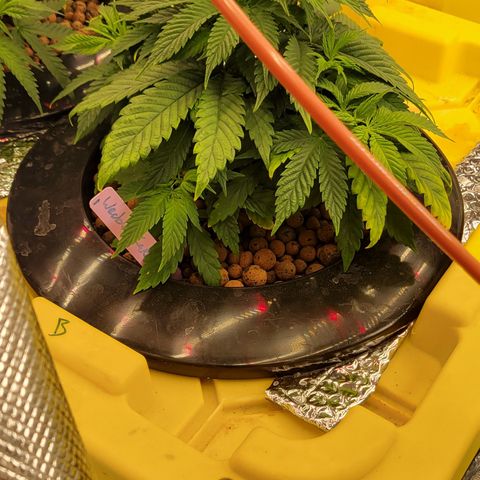 Wedding Cake 1 growlog timeline photo