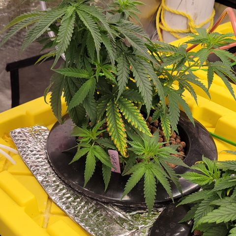 OG Kush growlog timeline photo