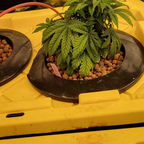 Wedding Cake 2 growlog timeline photo