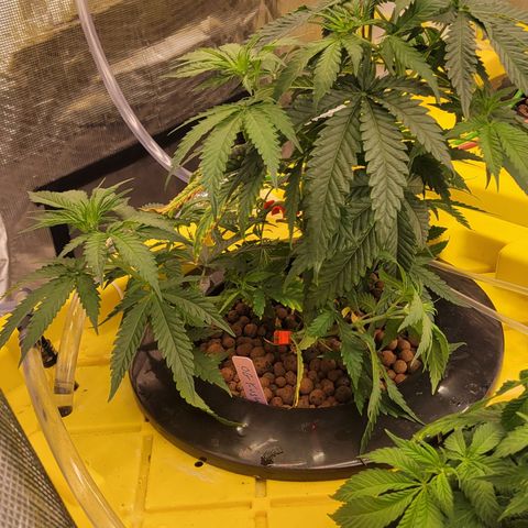 OG Kush growlog timeline photo