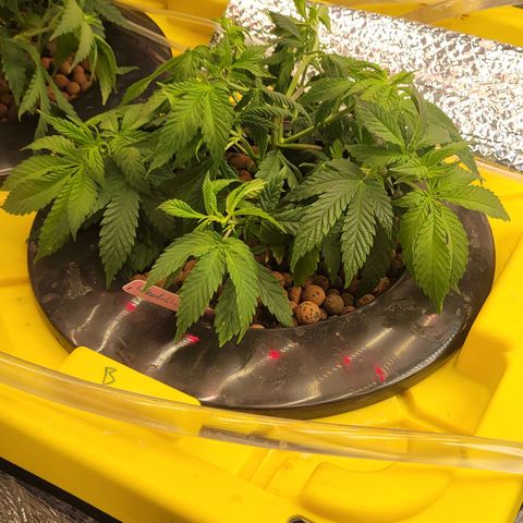 Wedding Cake 1 growlog timeline photo
