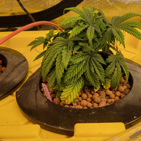 Wedding Cake 2 growlog timeline photo