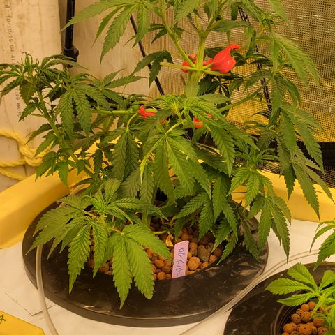 OG Kush growlog timeline photo
