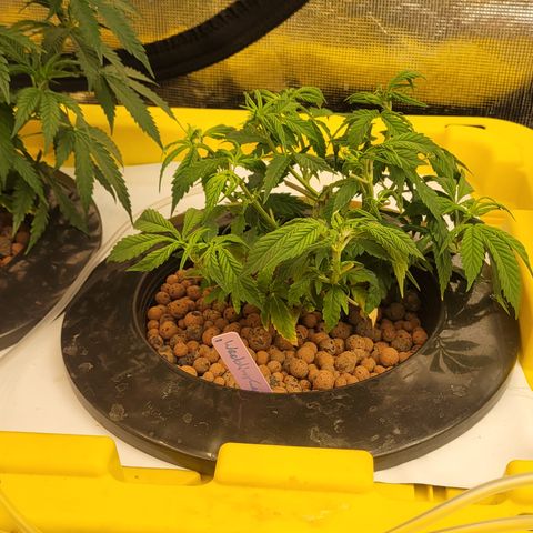 Wedding Cake 1 growlog timeline photo