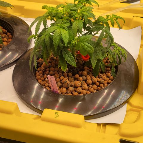 Wedding Cake 2 growlog timeline photo