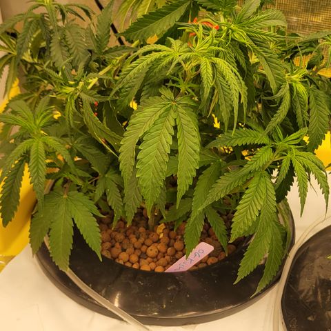 OG Kush growlog timeline photo
