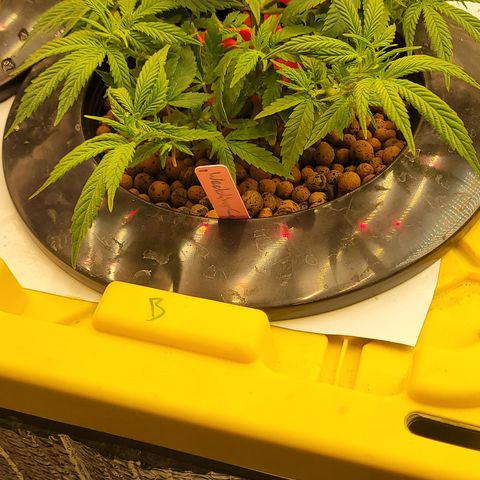 Wedding Cake 1 growlog timeline photo