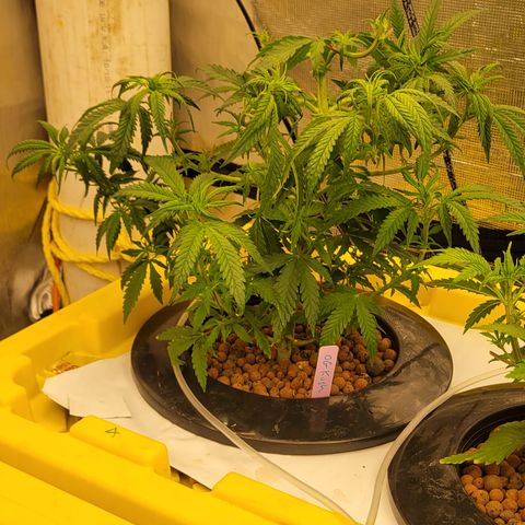 OG Kush growlog timeline photo