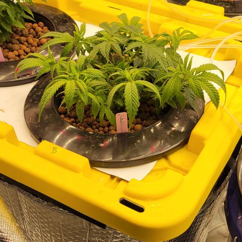 Wedding Cake 1 growlog timeline photo