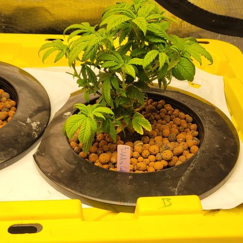 Wedding Cake 2 growlog timeline photo